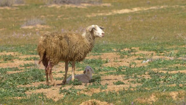 Newborn lamb and mother sheep shading, Long shot
Negev desert, israel 2022

