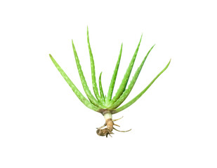 Young aloe vera tree with roots (aloe Barbadensis miller)  isolated on white background, clipping...