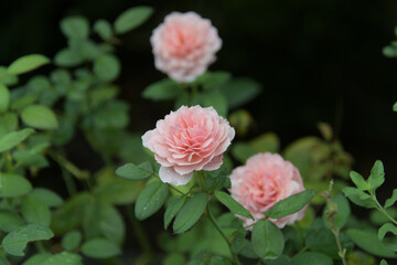 花弁が規則正しく並んでいるピンク色のバラ