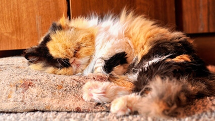 A Persian cat sleeps on a pillow.