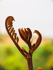 Close-up of the top of the Soga tree (Peltophorum pterocarpum)