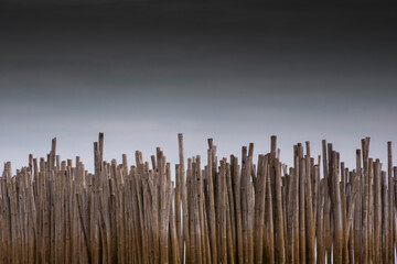 Bamboo sea defences and native spices reserve helping to re grow mangrove forests Thailand Asia