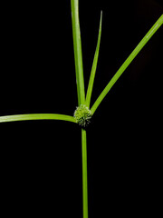 close-up of Kyllinga brevifolia grass isolated on black background