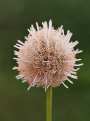 close-up of Leucaena flower plant with blurred nature background