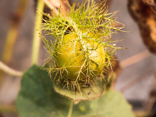 close-up of rambusa fruit in the garden