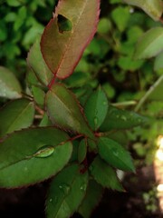 Fototapeta premium leaves in the rain