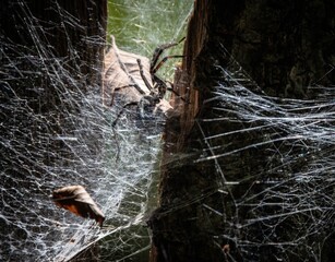 spider in the web