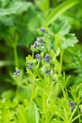 The madwort (lat. Asperugo procumbens), of the family Boraginaceae. Central Russia.