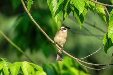 Close-up of a light-vented (Chinese) Bulbuls (Pycnonotus sinensis) sitting in a tree