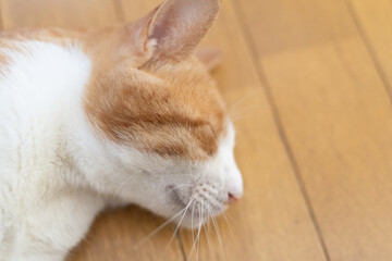 くつろぐ猫　茶トラ白