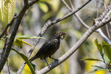 Close-up of a sitting common blackbird during spring time