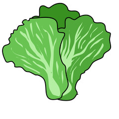 healthy vegetable cabbage