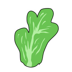 healthy vegetable cabbage