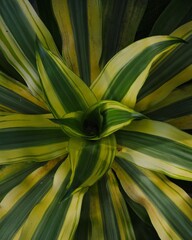 View directly above plant with yellow striped green leaves