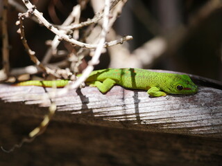 Ornate day gecko from Mauritius in natural habitat