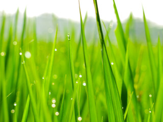 Fototapeta na wymiar water droplets in paddy leaves in the morning