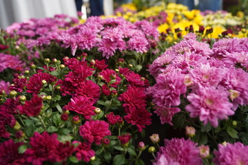 Obraz premium Bright garden plants of different varieties at the exhibition-sale.