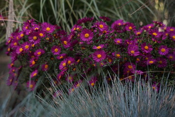 Bright garden plants of different varieties at the exhibition-sale.