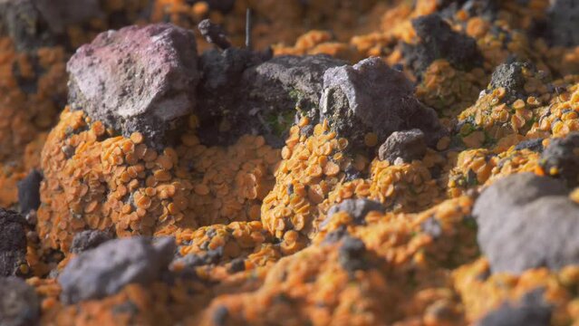 Fire fungi Growing after wildfires, Jerusalem hills, Israel, 2022
Close up shot from Israel, 2022
