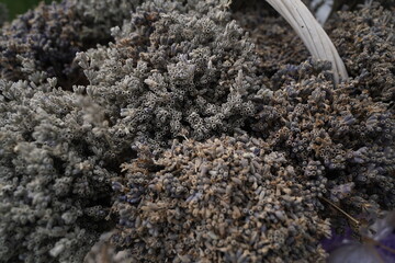 Bunches of lavender are on display at the sale exhibition.