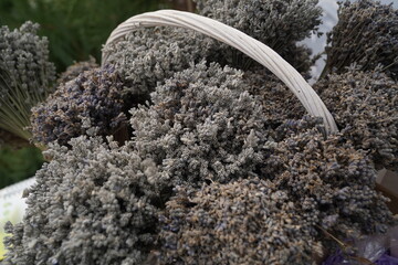 Bunches of lavender are on display at the sale exhibition.