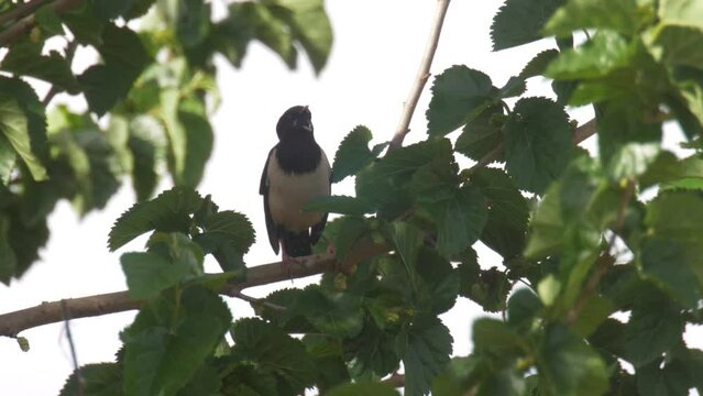 Rosy starling singing on mulberry tree, Hula Valley, Israel
Medium shot from israel (no sound)
