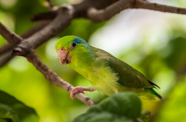 A male Pacific parrotlet (Forpus coelestis), Lesson’s parrotlet or celestial parrotlet was perching on a tree branch. It is a lovely small size green parrot pet bird originating from South America.