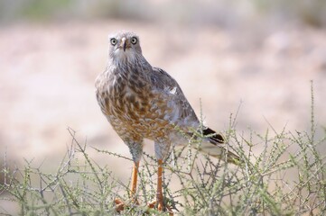 PALE CHANTING GOSHAWK (Melierax canorus) . sub adult showing transitional plumage. close up