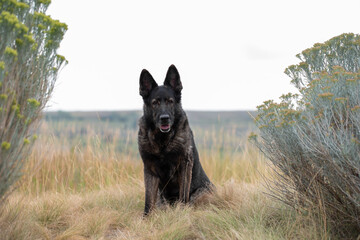 Old female German Shepherd Dog or GSD sitting patiently and obediently looking straight ahead...