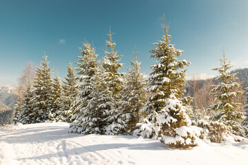 coniferous trees covered with snow during sunset
