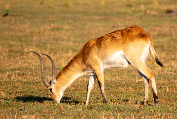 Red lechwe antelope grazing on a grassy field in the Botswana wetland