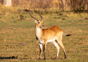 Naklejka na ściany i meble Red lechwe antelope grazing on a grassy field in the Botswana wetland