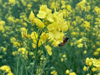 Obraz premium たんぽぽとミツバチ