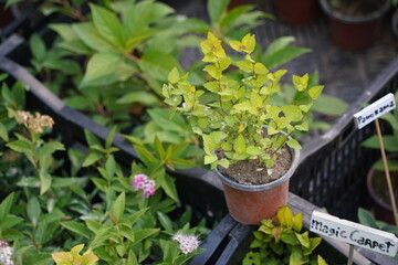 Bright garden plants of different varieties at the exhibition-sale.