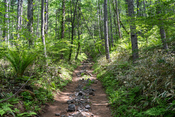 山の奥へ続くハイキングコース