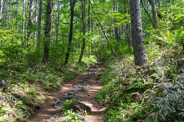 山の奥へ続くハイキングコース