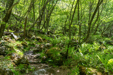 Fototapeta na wymiar 緑に覆われた山道