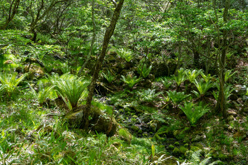 青々と生い茂るクサソテツ