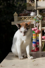 white cat sitting sleepily on a shrine.