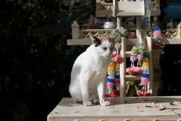 white cat sitting sleepily on a shrine.