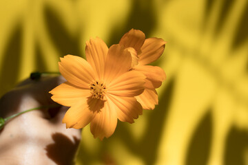 yellow flower on hand with on isolated yellow background, natural light.