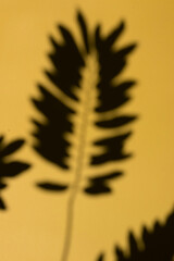 Abstract nature concept, leaf on the floor, light and shadow.