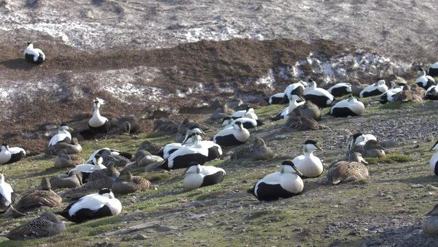Common eider nesting colony, Longyearbyen, Svalbard
Longyearbyen, Svalbard, 2022
