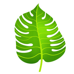 Monstera leaf