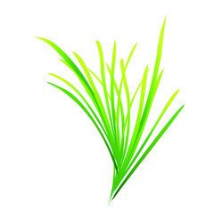 Green grass leaf
