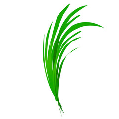Green grass leaf