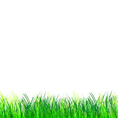 Fototapeta premium The grass meadow