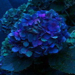 blue hydrangea flower あじさい