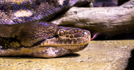 close-up of a snake with a tongue sting