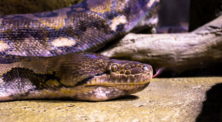 Obraz premium close-up of a snake with a tongue sting